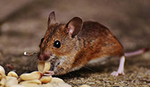 24 Hour & Emergency Exterminators in Palos Hills, IL